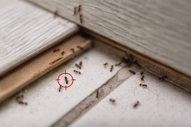 Best Termite Control Services  in White Oak, OH