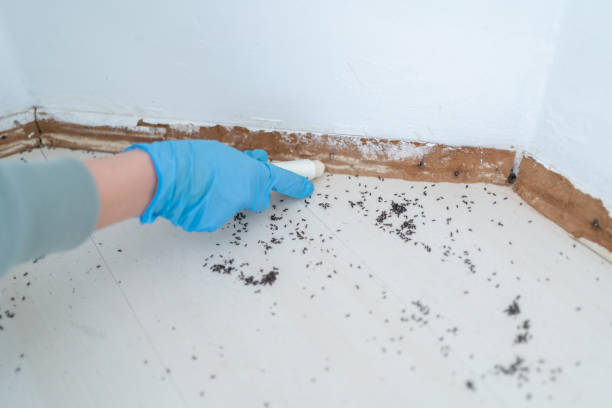 Best Emergency Pest Control  in White Oak, OH